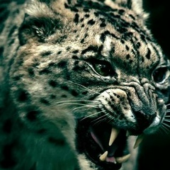 Мади Нарынбаев, 07.10.1994, Chicago