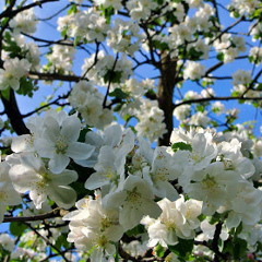 Вероника Гилязева