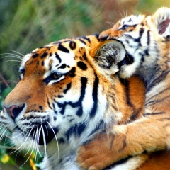 Александр Комлык, 12.06.1986, Тростянец