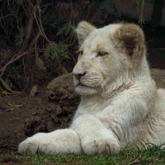 Акжол Сейтказы, 18.02, Torino