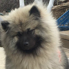 Андрей Серебряков, Москва