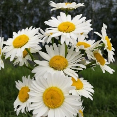 Рамзия Макулова, 02.04, Осьмино