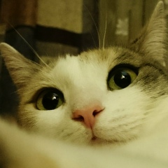 Галина Ковалева, 23.11, Одесса