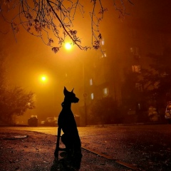 При Вет, 19.10, Тбилиси