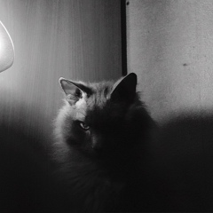 Антон Тимошенко, 06.05.1989, Сургут