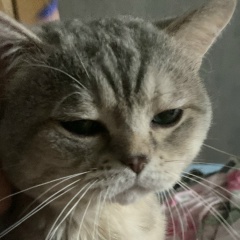 Галия Любимая, Краснодар