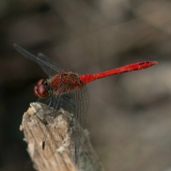 Southern Sun, 26.03.1986