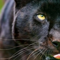 Раиса Мукаева, 12.03.1980