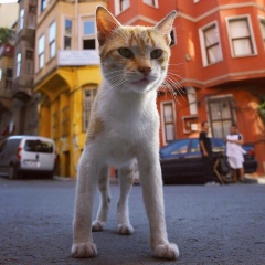 Tosha Tohin, 30.05, Киев