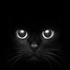 Dark Killer, Оренбург