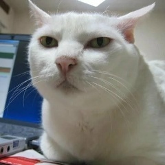 Сергей Зверев, 26.01.2005, Москва