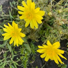 Фарида Набиуллина(Калимуллина), 08.01.1966, Казань