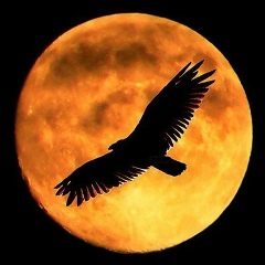 Евгений Володько, 11.07.1989, Днепр (Днепропетровск)