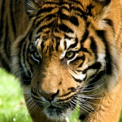 Димок Филимонов, 17.01, Лиски