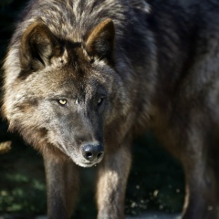 Алексей Логачев, 18.03.1982