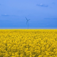Сергей Торгонский, Киев