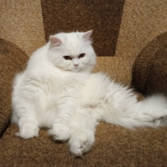 Герман Вевель, 25.09.1987, Москва