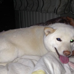 Ирина Шиба, 12.04, Санкт-Петербург