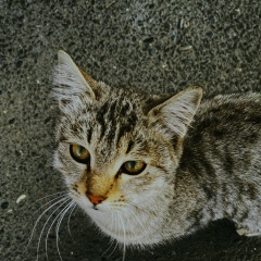 Ani Aleksanian, 13.08.1997