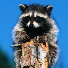 Виктория Колесова, Санкт-Петербург