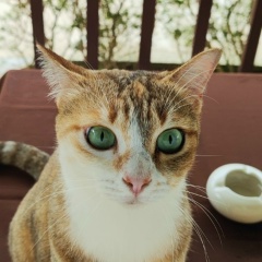 Оксана Круглова, Благовещенск