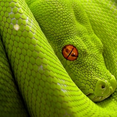 Ольга Баньолесси, 05.07, Санкт-Петербург