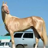 Айтжан Балыкбаев