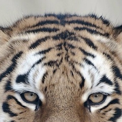 Екатерина Сергеевна, 25.11.1986, Москва