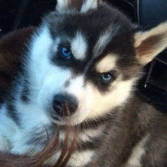 Лаура Zakar, Актау