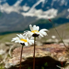 Нина Шабанова, 03.08