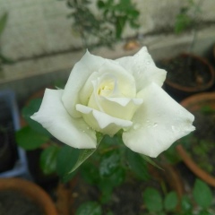 Thida Minn, 15.07.1987