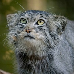Антон Маломощенко, 03.02.1980, Подольск