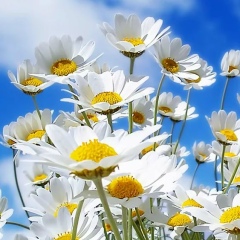 Олечка Кощиенко, 05.12, Aberdeen