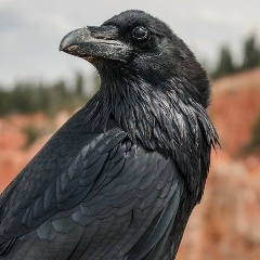 Андрей Воронов, 14.06, Москва