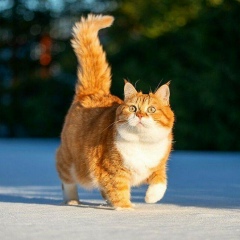 Zaw-Lin Htun, 04.01, Yangon