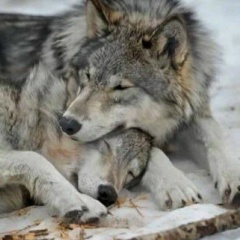 Анастасия Агафонова