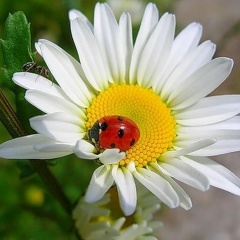 Юлия Ротанина, 29.07.1985, Москва
