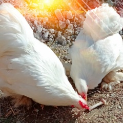 Saira Khatak, 05.03.1988, Moscow