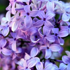 Марина Гусева, 26.11, Богданович