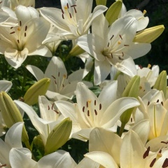 Маргарита Шафикова, 28.11, Октябрьский