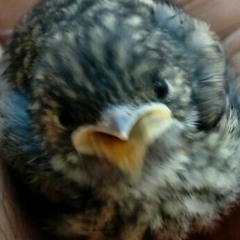 Вадим Стром, 28.03.1986