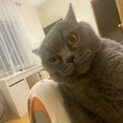 Айсэль , 18.09.2003, Котлас