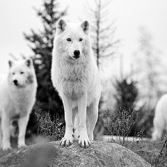 Григорий Белый, 26.10, Санкт-Петербург