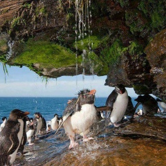 Максимчик Whitedog, 18.09.1982, Москва