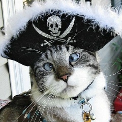 Котик Пушистик, Санкт-Петербург