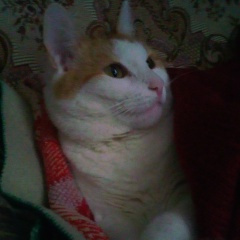 Сергей Самыков, 14.11.1988, Москва