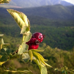 Nargizik Semeneeva, 27.12, Санкт-Петербург