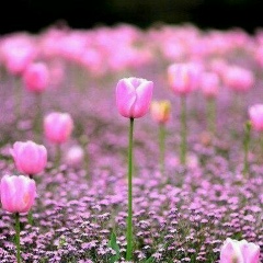 Милана Милевская