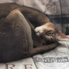 Татьяна Цветкова, 04.12.1984, Кириши