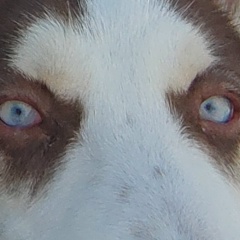 Павлик Сержантов, 26.02, Санкт-Петербург